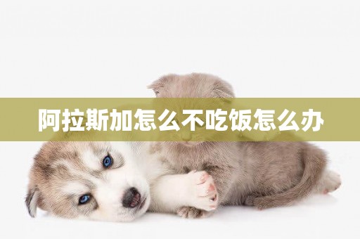 阿拉斯加怎么不吃飯怎么辦