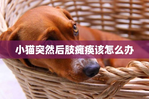 小貓突然后肢癱瘓該怎么辦