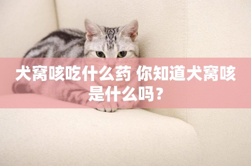 犬窩咳吃什么藥 你知道犬窩咳是什么嗎？