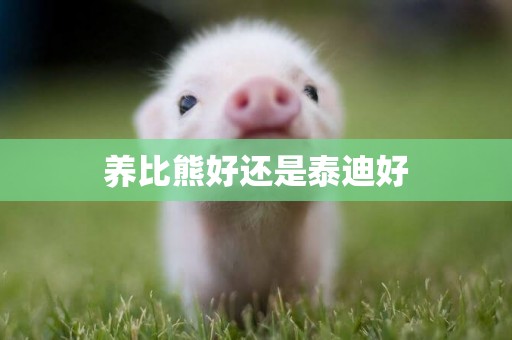 養比熊好還是泰迪好