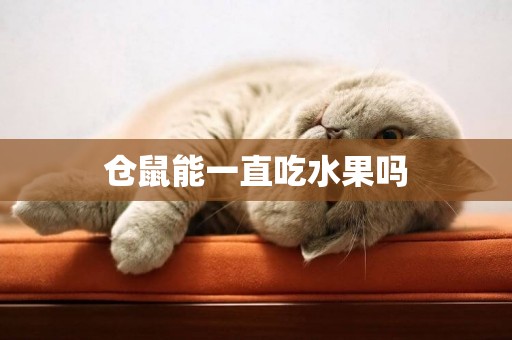 倉鼠能一直吃水果嗎