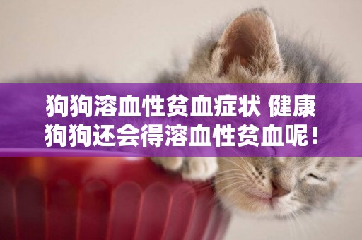 狗狗溶血性貧血癥狀 健康狗狗還會得溶血性貧血呢！