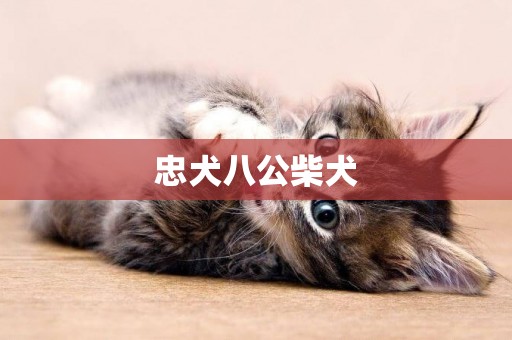 忠犬八公柴犬