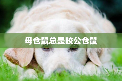 母倉鼠總是咬公倉鼠