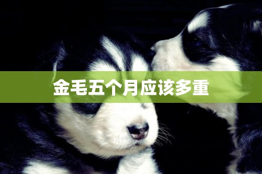 金毛五個月應該多重