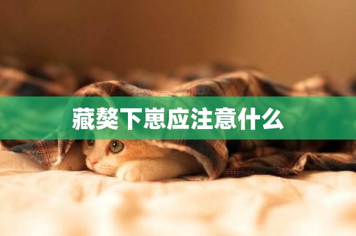 藏獒下崽應注意什么