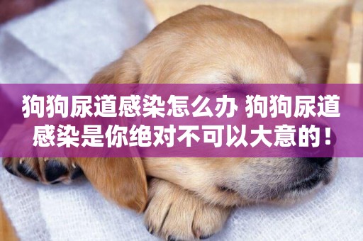 狗狗尿道感染怎么辦 狗狗尿道感染是你絕對不可以大意的！