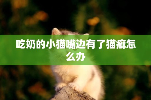 吃奶的小貓嘴邊有了貓癬怎么辦