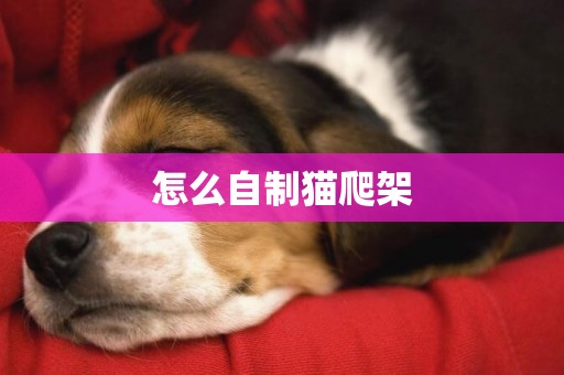 怎么自制貓爬架
