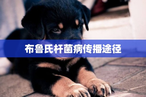 布魯氏桿菌病傳播途徑