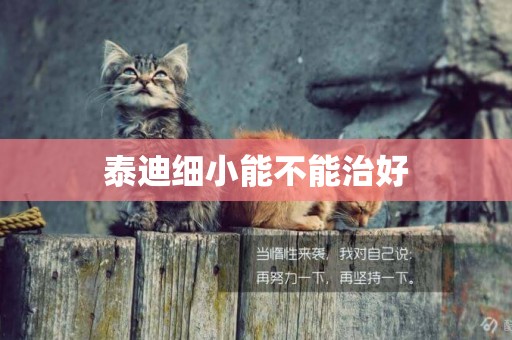 泰迪細小能不能治好