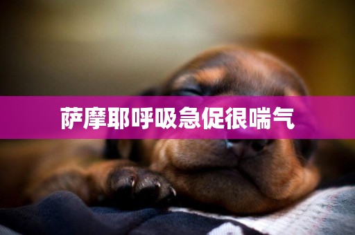 薩摩耶呼吸急促很喘氣