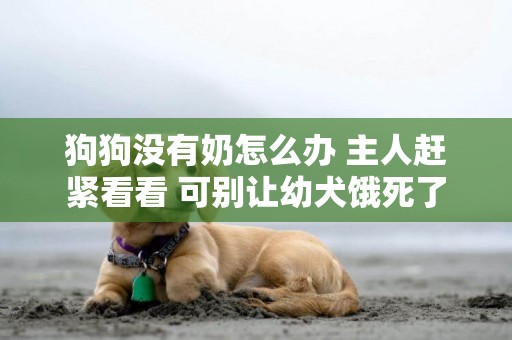 狗狗沒有奶怎么辦 主人趕緊看看 可別讓幼犬餓死了