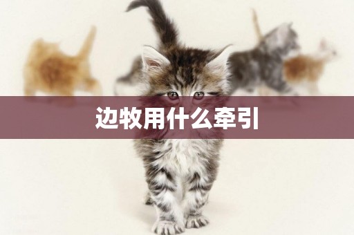 邊牧用什么牽引