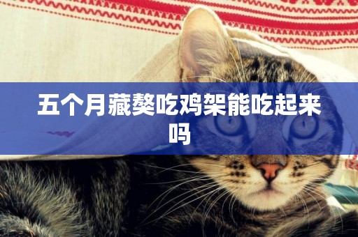 五個月藏獒吃雞架能吃起來嗎