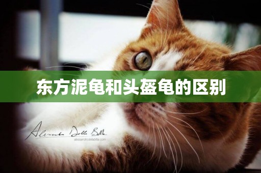 東方泥龜和頭盔龜的區別