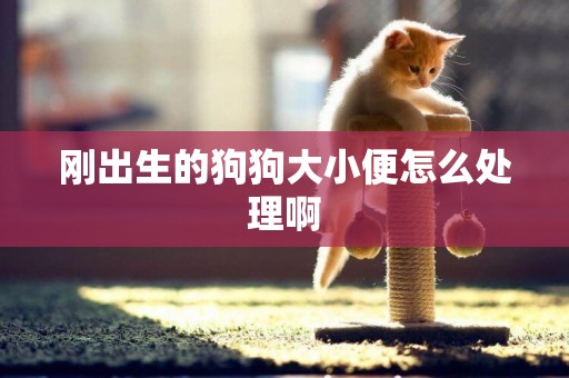 剛出生的狗狗大小便怎么處理啊