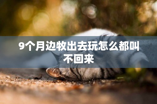 9個月邊牧出去玩怎么都叫不回來