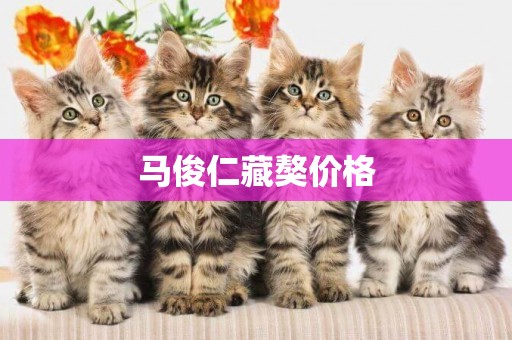 馬俊仁藏獒價格
