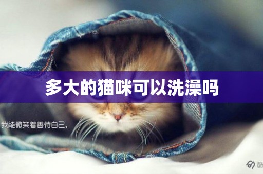 多大的貓咪可以洗澡嗎