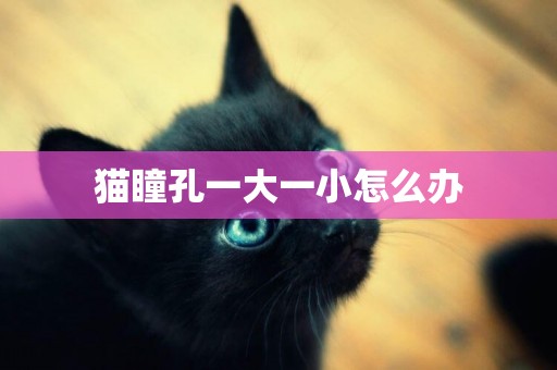貓瞳孔一大一小怎么辦