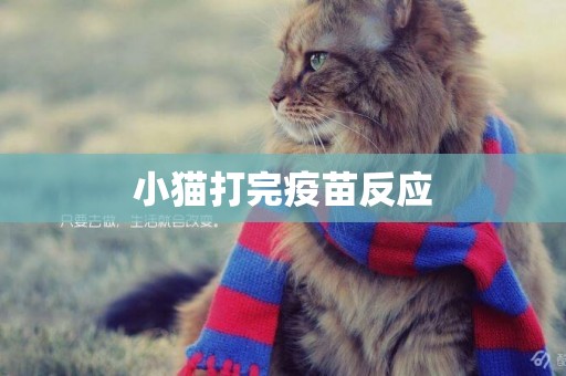 小貓打完疫苗反應