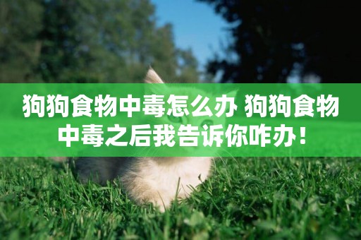 狗狗食物中毒怎么辦 狗狗食物中毒之后我告訴你咋辦！