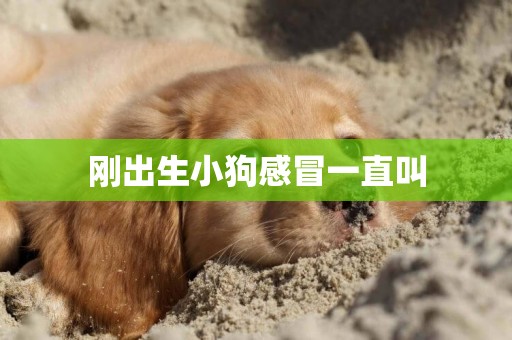 剛出生小狗感冒一直叫
