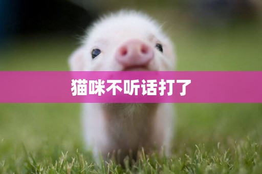貓咪不聽話打了
