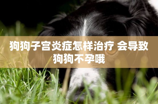 狗狗子宮炎癥怎樣治療 會導致狗狗不孕哦