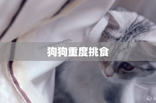 狗狗重度挑食