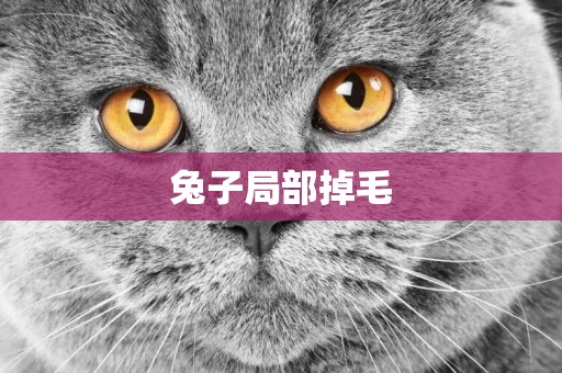 兔子局部掉毛