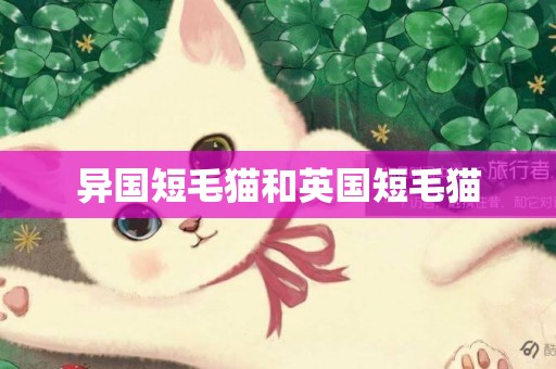 異國短毛貓和英國短毛貓