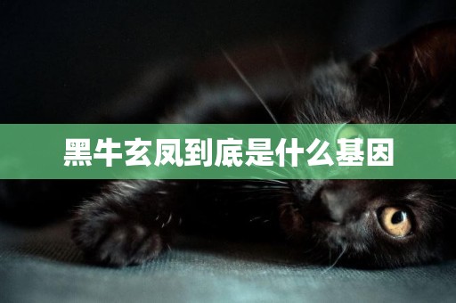 黑牛玄鳳到底是什么基因