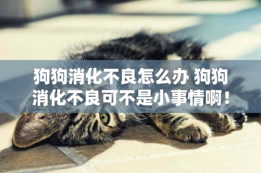 狗狗消化不良怎么辦 狗狗消化不良可不是小事情啊！