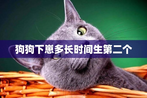 狗狗下崽多長時間生第二個