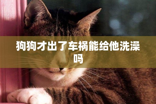 狗狗才出了車禍能給他洗澡嗎