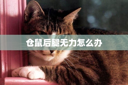 倉鼠后腿無力怎么辦