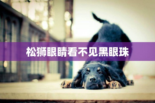 松獅眼睛看不見黑眼珠
