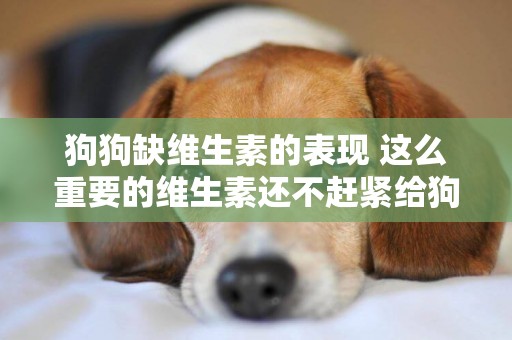 狗狗缺維生素的表現 這么重要的維生素還不趕緊給狗狗補嗎