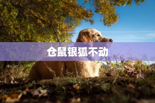 倉鼠銀狐不動