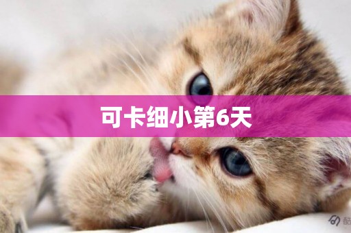 可卡細小第6天