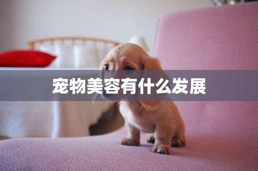 寵物美容有什么發展