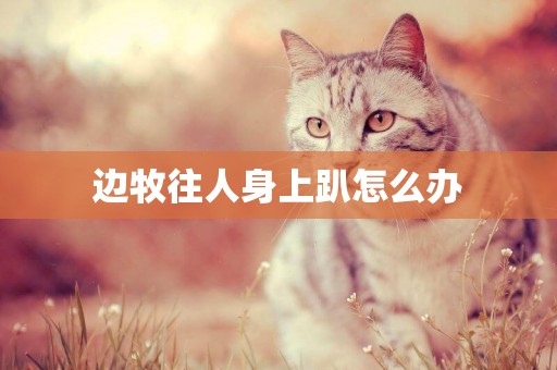 邊牧往人身上趴怎么辦