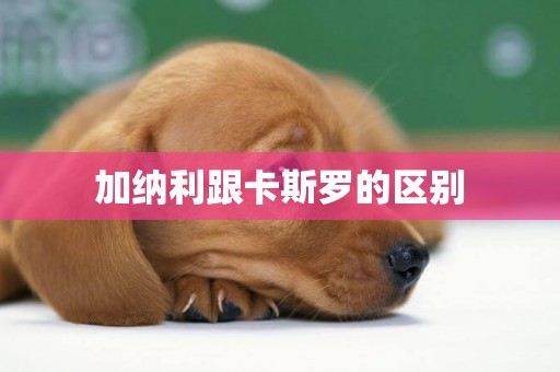 加納利跟卡斯羅的區別