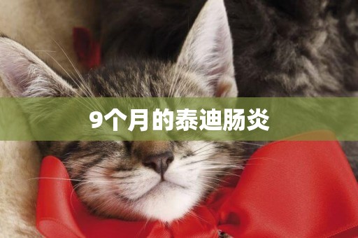 9個月的泰迪腸炎
