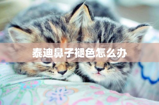 泰迪鼻子褪色怎么辦
