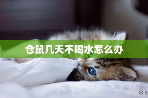 倉鼠幾天不喝水怎么辦