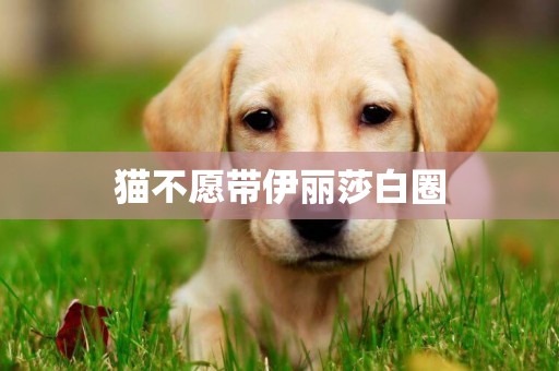 貓不愿帶伊麗莎白圈