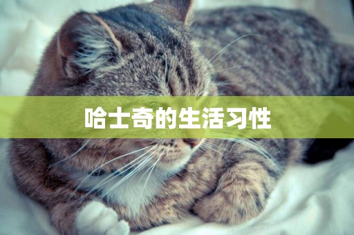 哈士奇的生活習性